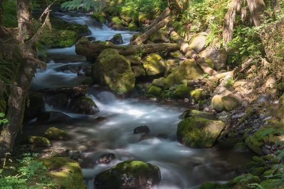 stream, moss, nature, creek, water, wood, waterfall, river, stone