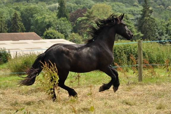 stallion, black horse, cavalry, grass, animal, equine
