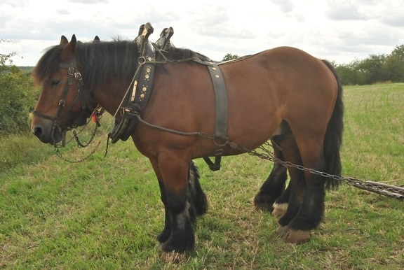 brown horse, cavalry, ranch, animal, stallion, bridle, grass