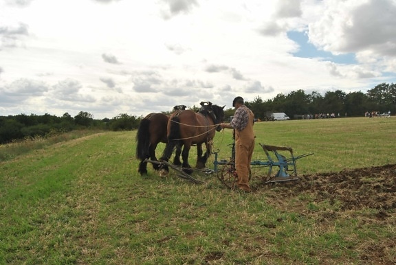 jordbruk, felt, kavaleri, hest, verktøy, mann, arbeid, gress, Ranch, utendørs