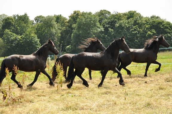Černý kůň, cval, jízda, zvíře, hospodářská zvířata, hřebec, koní