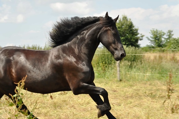 zviera, konské, jazdectvo, Čierny kôň, žrebec, tráva, skok