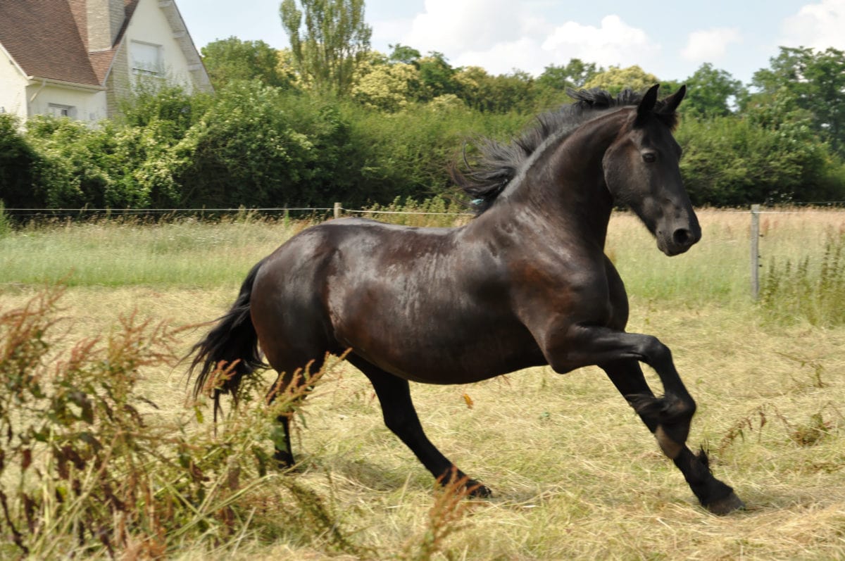 hřebec, černý kůň, jízda, koní, zvíře, ranč, zelená tráva