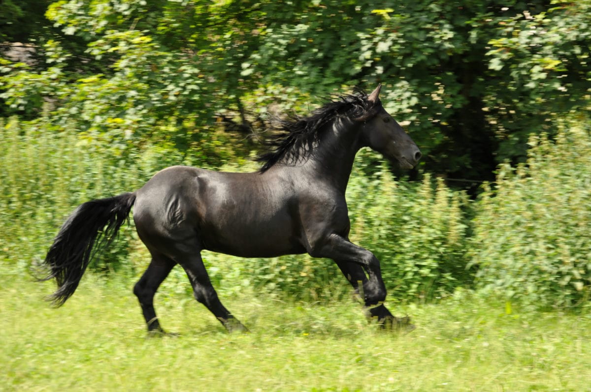 grass, stallion, black horse, cavalry, tree, outdoor, animal