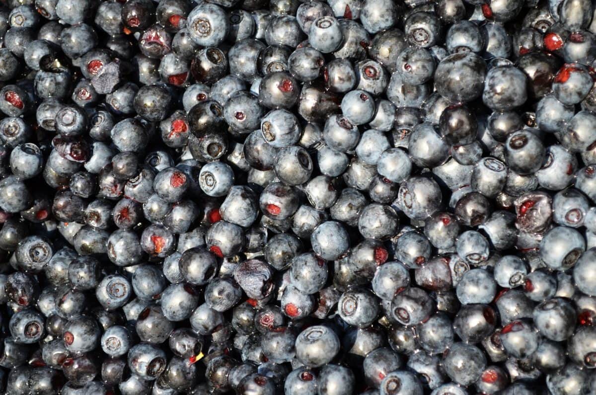 organik, blueberry, makanan, berry, buah, diet, antioksidan