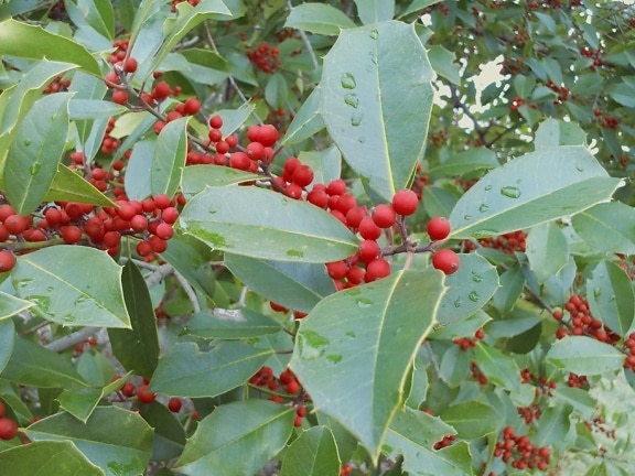 ecology, green leaf, nature, tree, red berry, branch, herb