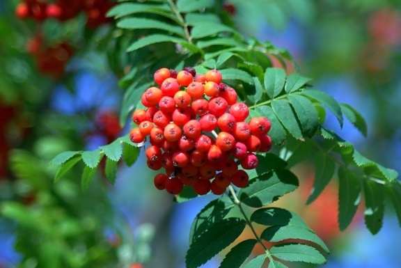 branch, fruit, tree, leaf, nature, summer, plant, berry