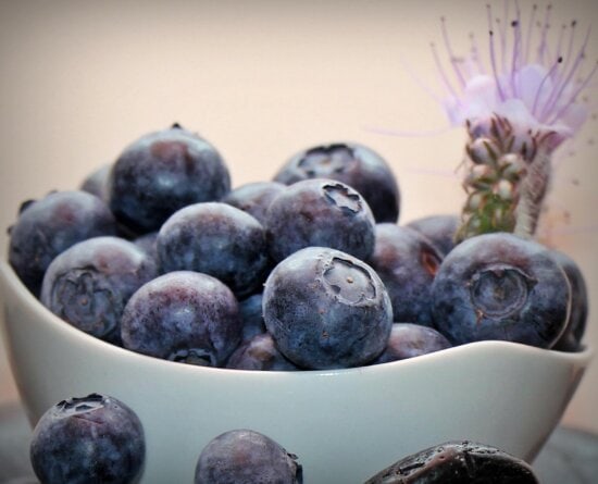 Berry, trái cây, ngọt, thực phẩm, Blueberry, chế độ ăn, Bow, hữu cơ,, desoration