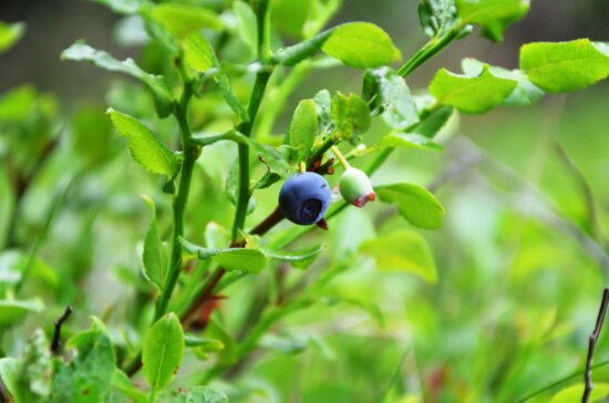 antioxidant, organic, nature, food, summer, fruit, green leaf, blueberry, berry, plant