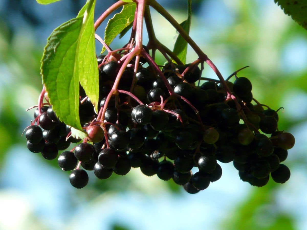 плодове, антиоксидант, билка, ягодоплодни, листа, природа, лято, дърво
