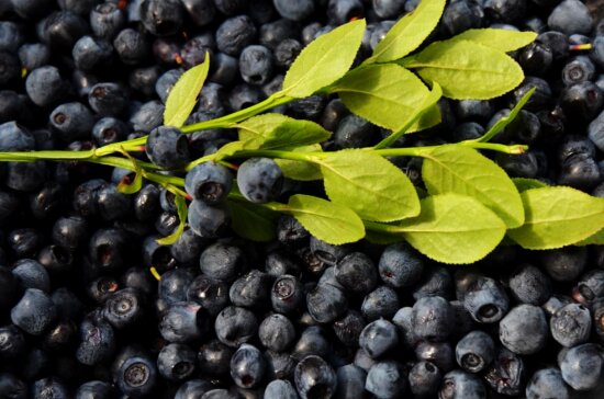natureza, folha, blueberry, baga, fruta, alimento, doce, antioxidante