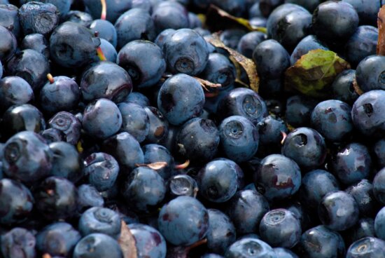Berry, blueberry, buah, makanan, manis, antioksidan, organik