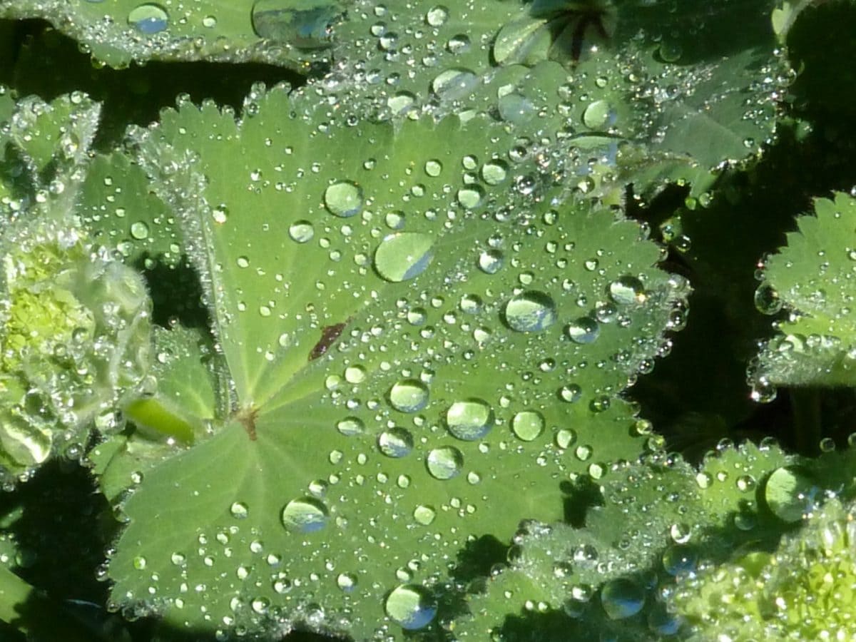 природата, зелени листа, дъжд, роса, дъждовна капка, мокри, кондензация, влага, растителни