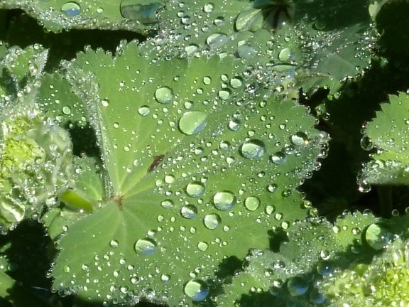自然、緑の葉、雨、露、雨滴、ウェット、結露、湿気、植物