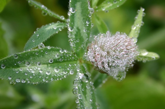 dew, garden, rain, green leaf, environment, nature, plant, herb