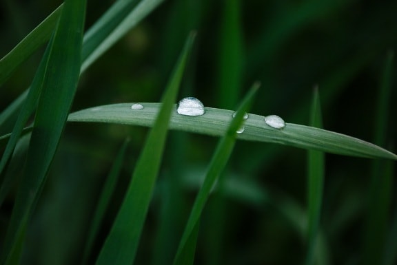 자연, 정원, 비,이 슬, 그림자, 수 분, 녹색 잎, 작은 물방울, 잔디