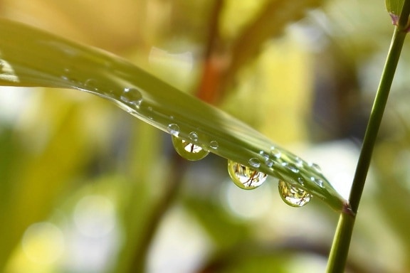 Зеленый лист, дождь, жидкость, природа, Роса, мокрый, капелька, растения, трава, Сад