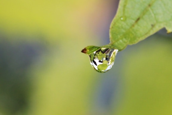 green leaf, rain, wildlife, nature, moisture, wet, biology