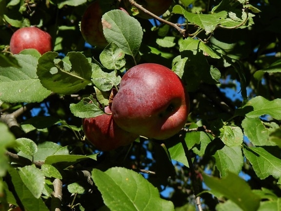 дърво, природа, храна, клон, плодове, ябълка, листа, вкусно, органични, овощна градина