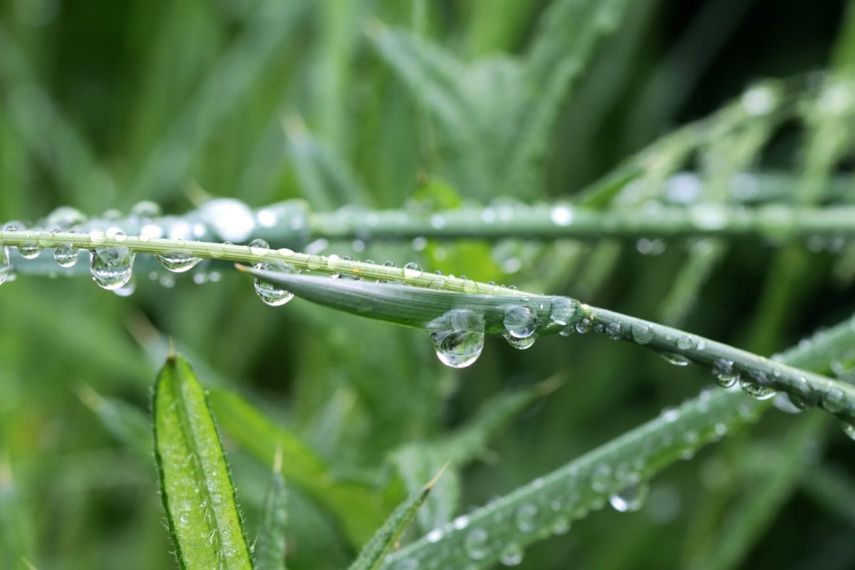dešťová kapka, Rosa, vlhkost, zelená tráva, déšť, mokrý, příroda, kapičky, list