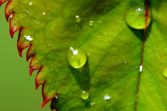 regn, trädgård, gröna blad, natur, våt, dagg, ekologi, växt, vatten