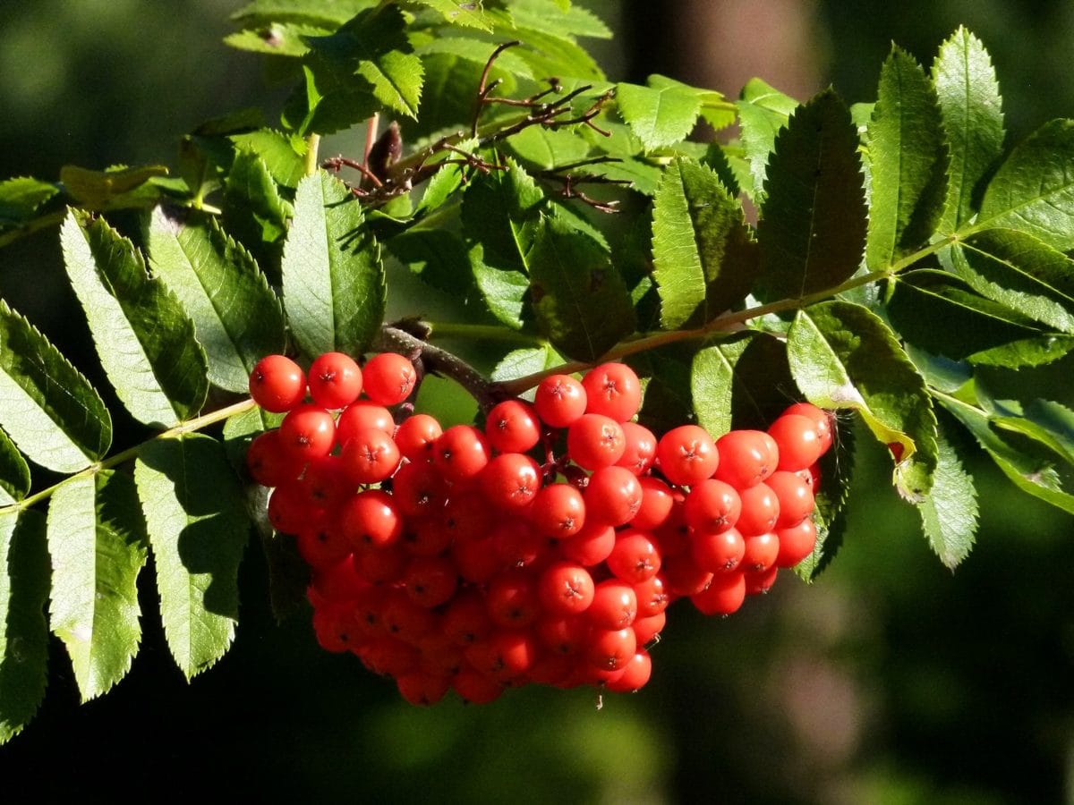 food, branch, nature, berry, fruit, leaf, plant, tree