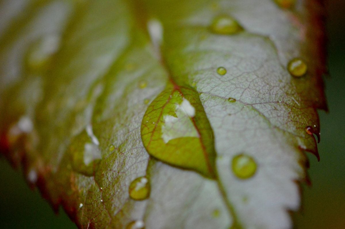 příroda, zelený list, Rosa, déšť, bylina, ekologie, detail
