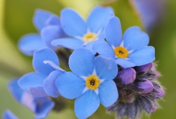 Градина, природа, лято, синьо цвете, листа, венчелистче, билка, растение, цветен прашец