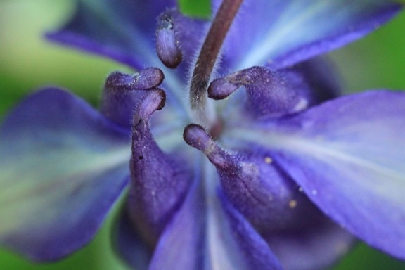 nature, blue flower, pistil, summer, leaf, herb, plant, garden, petal