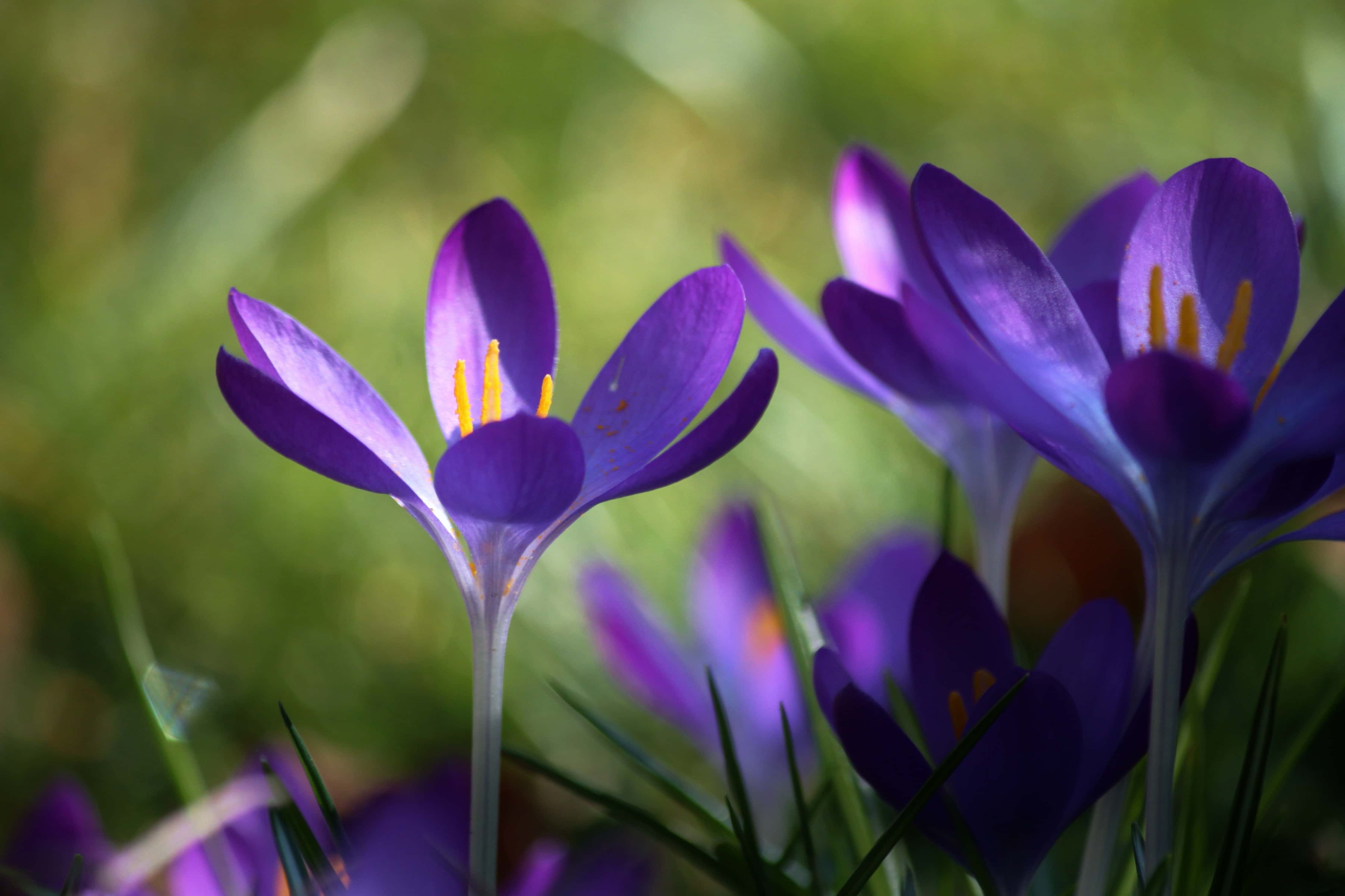 フリー写真画像 夏 花 サフラン 葉 自然 青クロッカス 庭 植物 影 ハーブ