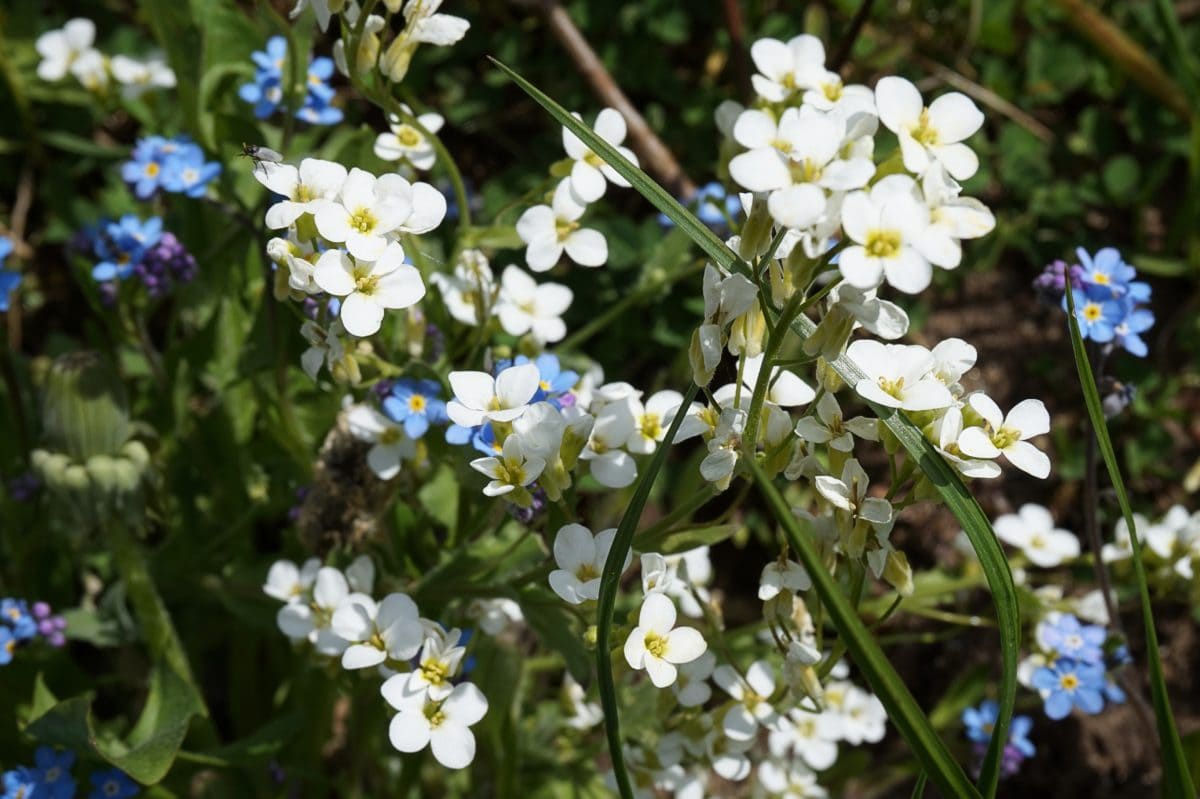 valkoinen kukka, luonto, yrtti, kasvi, kukka, Bloom, Puutarha