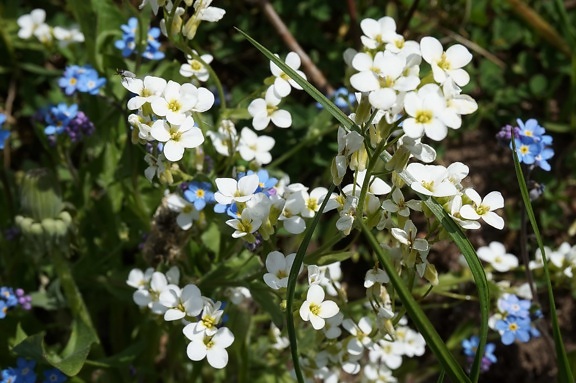 άσπρο λουλούδι, φύση, χορτάρι, φυτό, άνθος, άνθιση, Κήπος