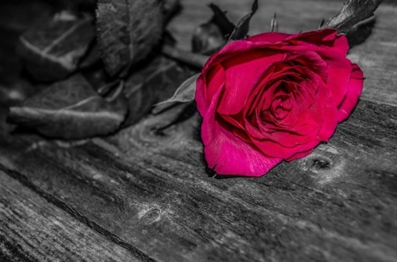 fotomontáž, černobílý, červený květ, růže, prkno, stín