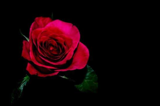 Płatek, kwiat, czerwona róża, roślina, kwiat, kryty, cień, ciemność