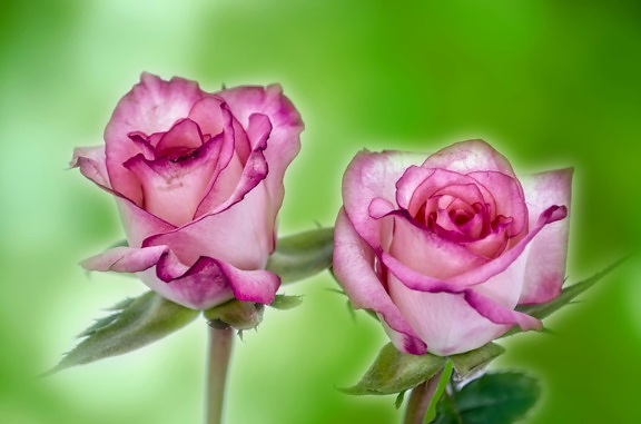 photomontage, mawar merah muda, kelopak, bunga, indah, daun, alam