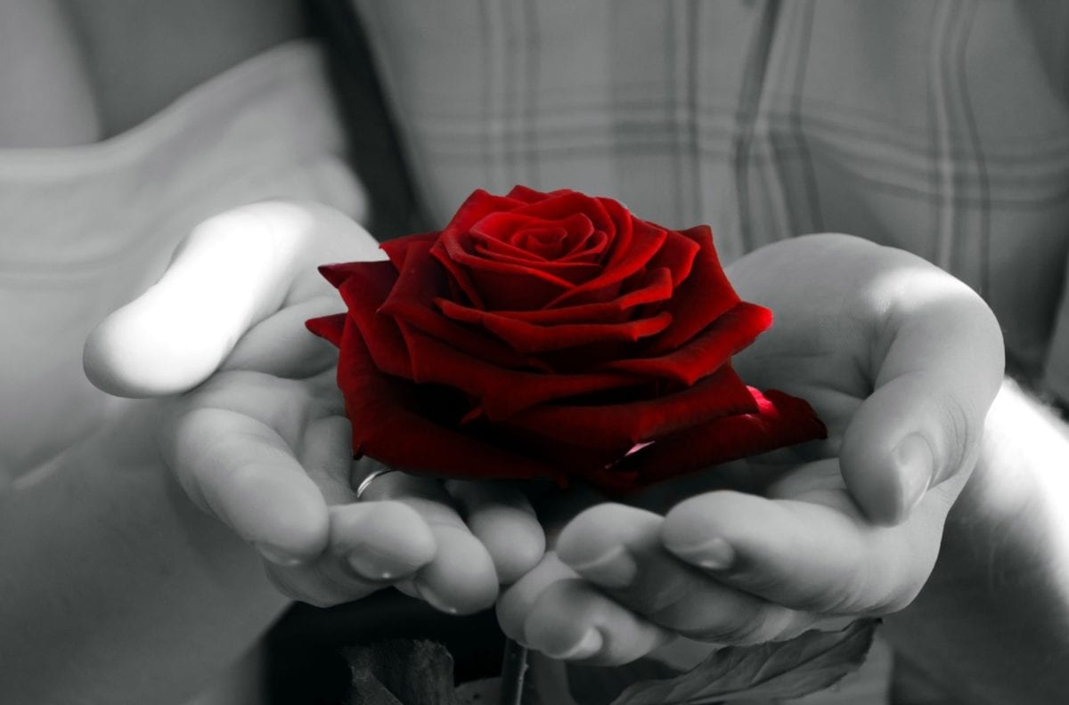 fotomontaža, ruka, jednobojni, cvijet, crvena ruža, latica, osoba, zatvoreni