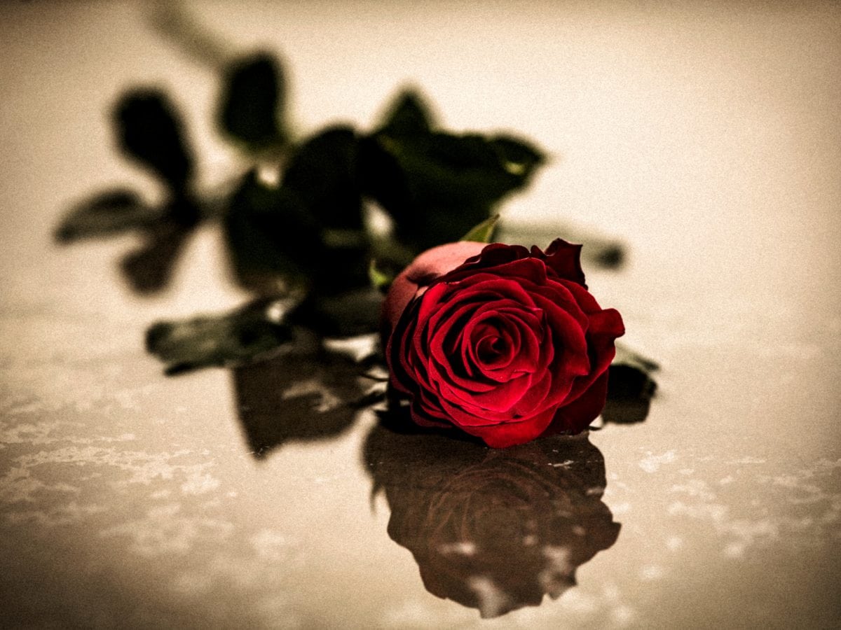 photomontage, bunga, kuncup mawar Maroon, kelopak, hadiah