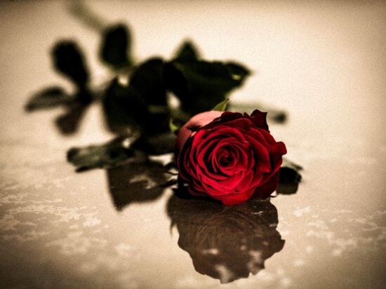 Free picture: photomontage, hand, monochrome, flower, red rose, petal ...