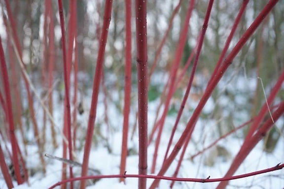 храст, зима, сняг, билка, на открито, листа, природа, червен
