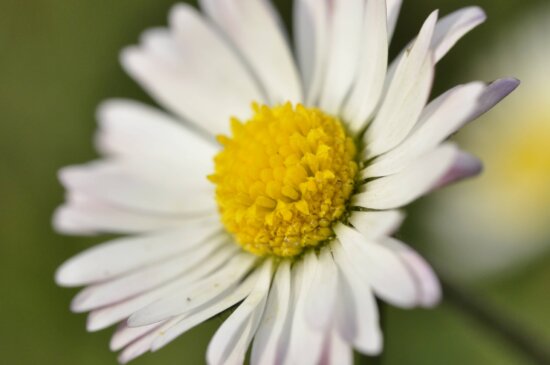 Marguerite, fleur blanche, été, nature, fleur, plante, jardin, pétale, floraison