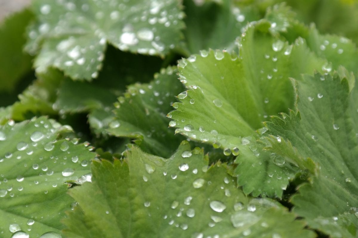 Зеленый лист, природа, Роса, дождь, петрушка, растения, овощи, травы