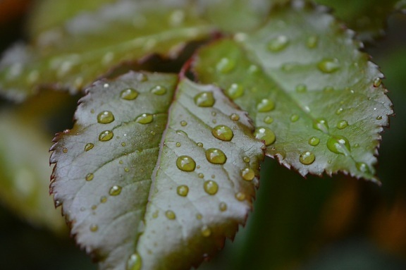 Зелена листа, роса, природа, дъжд, растение, вода, билка, сянка