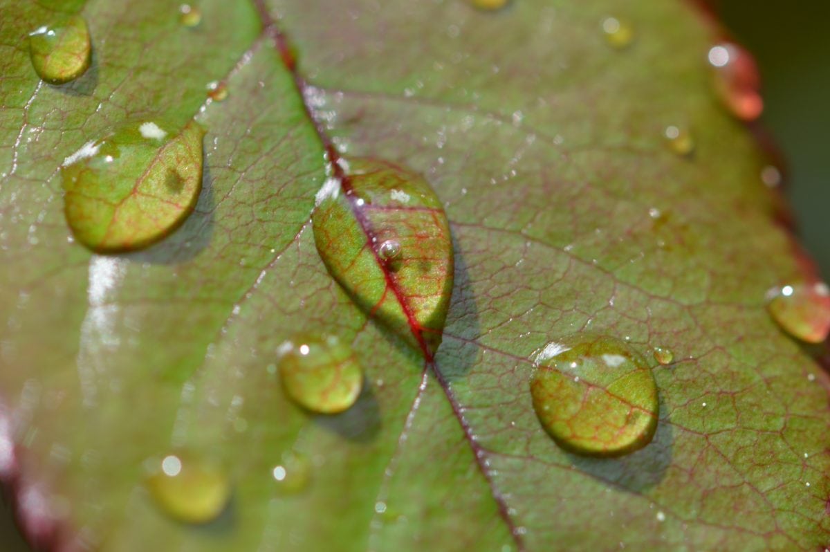 이 슬, 젖은, 작은 물방울, 녹색 잎, 정원, 액체, 수 분, 비, 자연