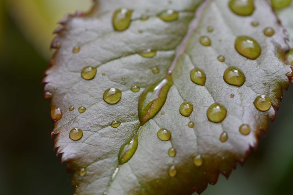 自然, 雨滴, 露水, 绿叶, 水分, 生态, 生物
