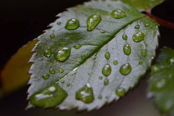 fuktighet, grønt blad, våt, dugg, regn, natur, dråpe, anlegg, vann