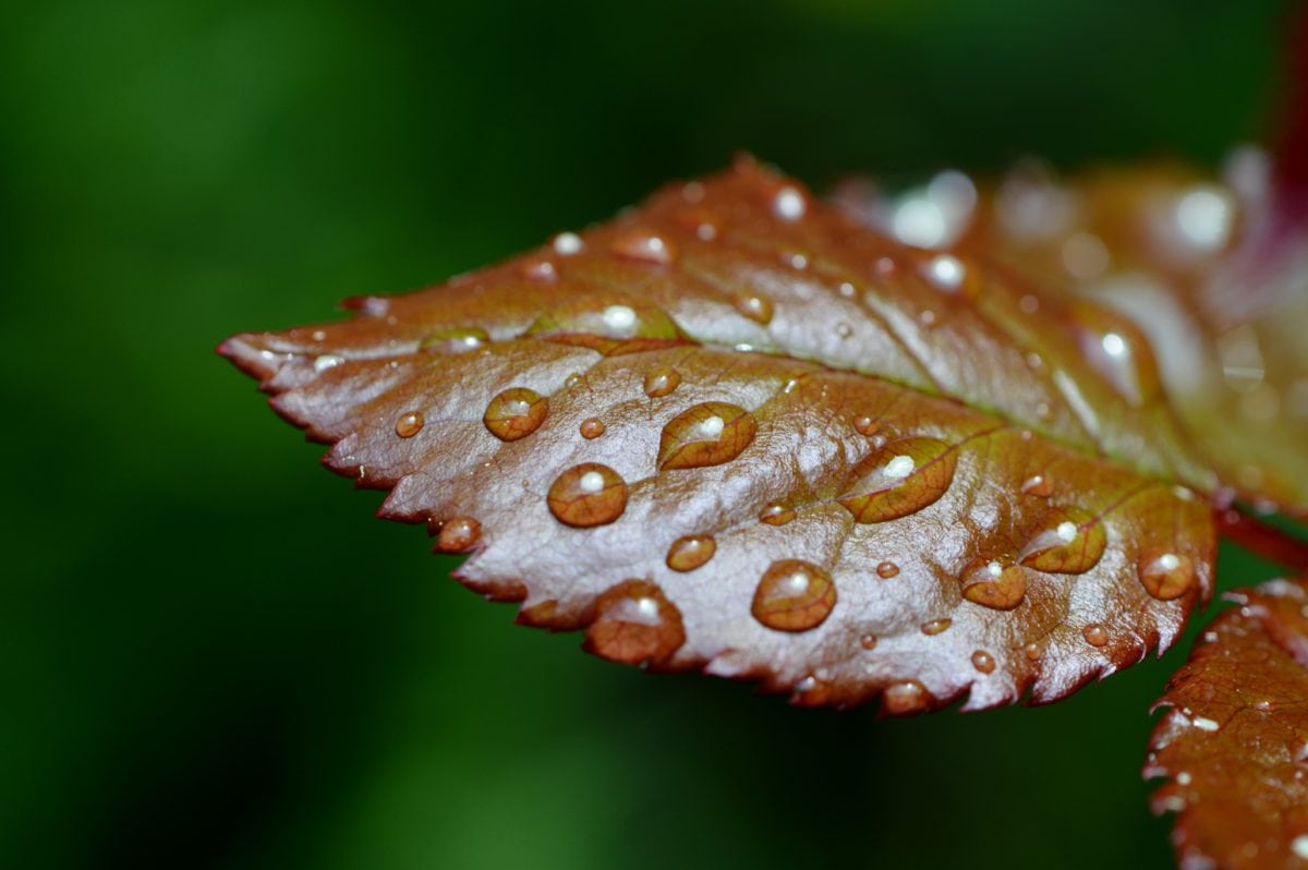Зелена листа, дъжд, природа, детайли, на открито