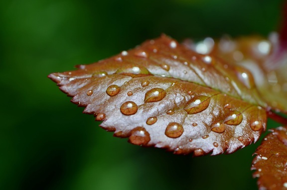 grønt blad, regn, natur, detaljer, utendørs
