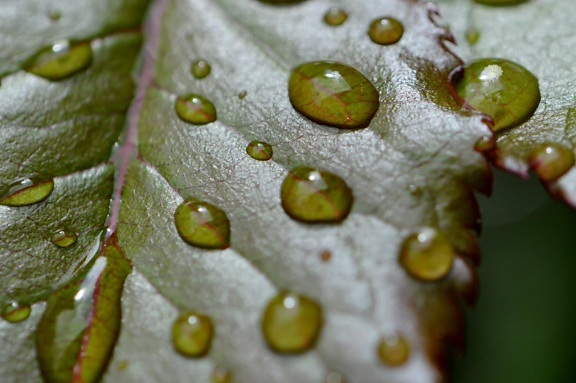 кондензация, природа, зелени листа, дъжд, роса, вода, мокро, течно