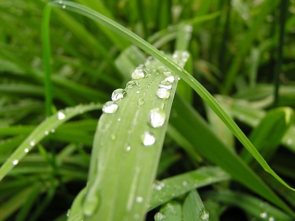 nature, grass, rain, garden, environment, dew, leaf
