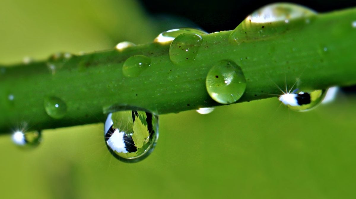 dråpe, regn, dugg, natur, grønne blad, organismer